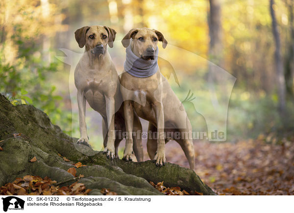 stehende Rhodesian Ridgebacks / standing Rhodesian Ridgebacks / SK-01232