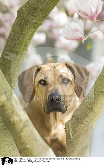 Rhodesian Ridgeback Portrait / Rhodesian Ridgeback portrait / SK-01282