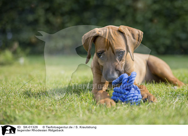 liegender Rhodesian Ridgeback / lying Rhodesian Ridgeback / SK-01326