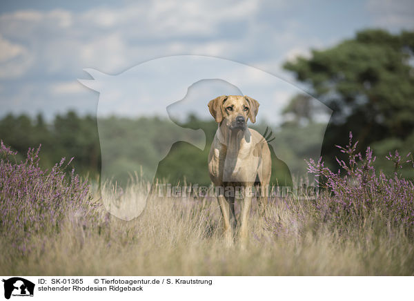 stehender Rhodesian Ridgeback / standing Rhodesian Ridgeback / SK-01365