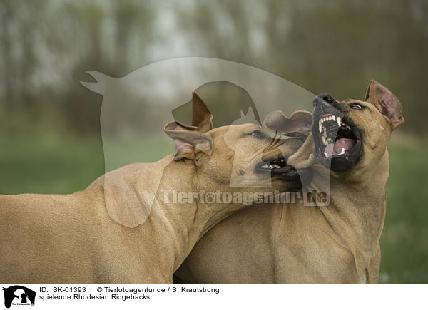 spielende Rhodesian Ridgebacks / playing Rhodesian Ridgebacks / SK-01393