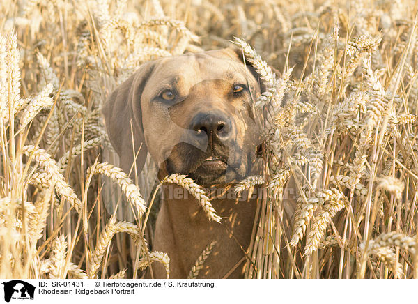 Rhodesian Ridgeback Portrait / Rhodesian Ridgeback portrait / SK-01431