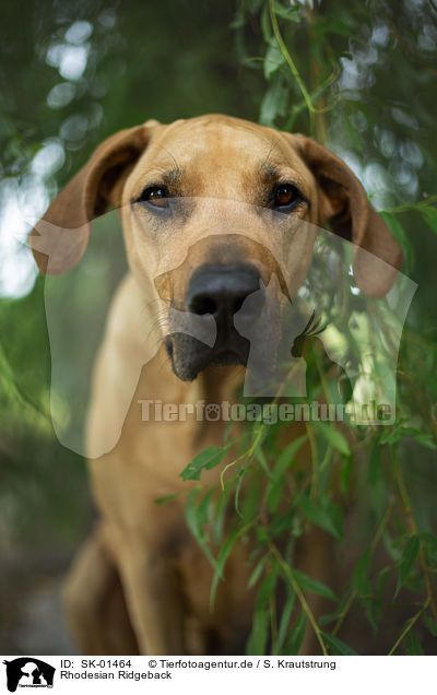 Rhodesian Ridgeback / Rhodesian Ridgeback / SK-01464