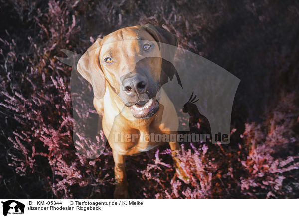 sitzender Rhodesian Ridgeback / sitting Rhodesian Ridgeback / KMI-05344