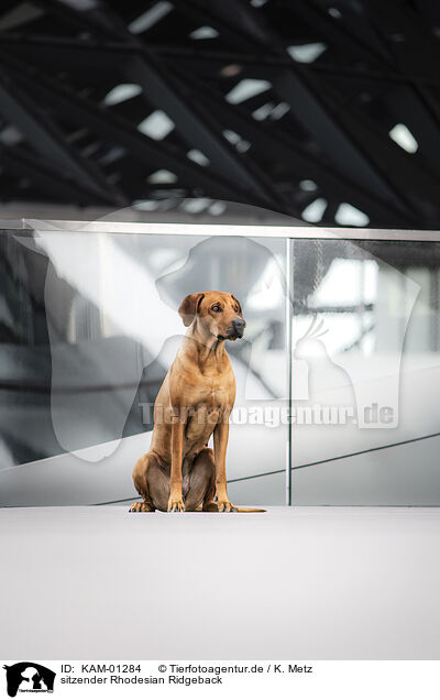 sitzender Rhodesian Ridgeback / sitting Rhodesian Ridgeback / KAM-01284