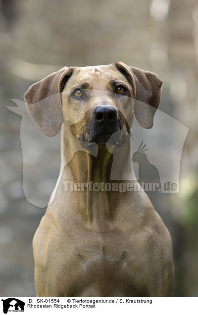 Rhodesian Ridgeback Portrait / Rhodesian Ridgeback portrait / SK-01554