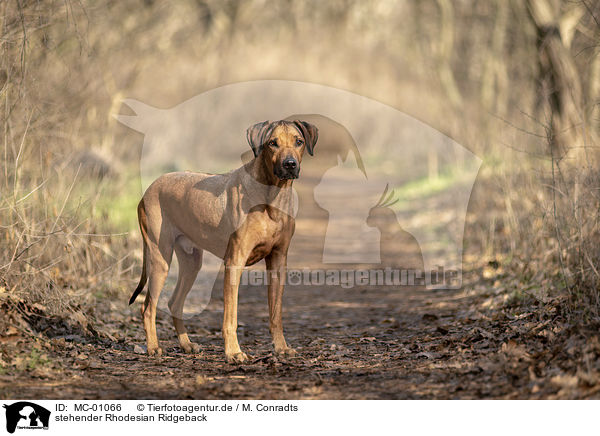 stehender Rhodesian Ridgeback / standing Rhodesian Ridgeback / MC-01066