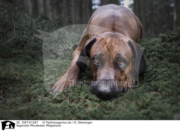 liegender Rhodesian Ridgeback / lying Rhodesian Ridgeback / DST-01287