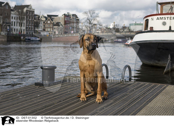 sitzender Rhodesian Ridgeback / sitting Rhodesian Ridgeback / DST-01302