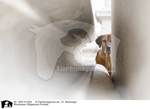 Rhodesian Ridgeback Portrait / Rhodesian Ridgeback portrait / DST-01309