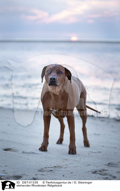 stehender Rhodesian Ridgeback / standing Rhodesian Ridgeback / DST-01339