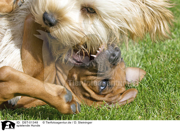 spielende Hunde / playing Dogs / DST-01348