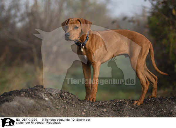 stehender Rhodesian Ridgeback / standing Rhodesian Ridgeback / DST-01356