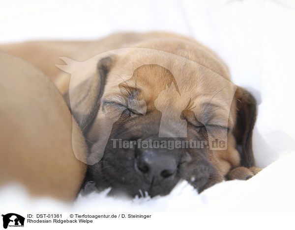 Rhodesian Ridgeback Welpe / Rhodesian Ridgeback Puppy / DST-01361