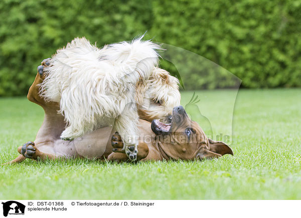 spielende Hunde / playing Dogs / DST-01368