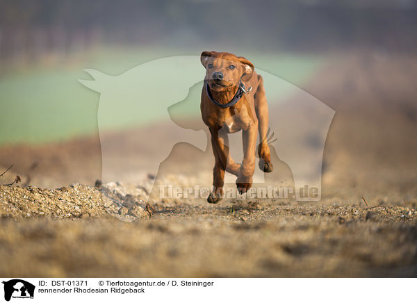 rennender Rhodesian Ridgeback / running Rhodesian Ridgeback / DST-01371