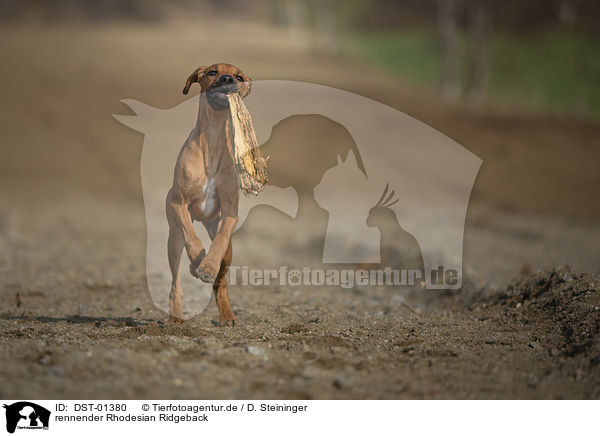 rennender Rhodesian Ridgeback / running Rhodesian Ridgeback / DST-01380