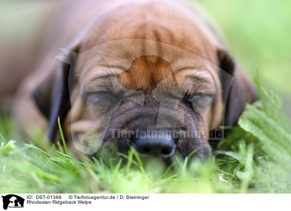 Rhodesian Ridgeback Welpe / Rhodesian Ridgeback Puppy / DST-01388