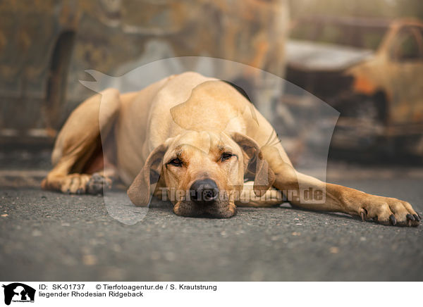 liegender Rhodesian Ridgeback / lying Rhodesian Ridgeback / SK-01737