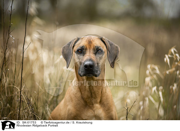 Rhodesian Ridgeback Portrait / Rhodesian Ridgeback portrait / SK-01753