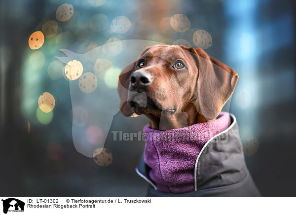 Rhodesian Ridgeback Portrait / Rhodesian Ridgeback portrait / LT-01302