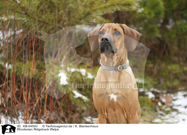 Rhodesian Ridgeback Welpe / Rhodesian Ridgeback Puppy / KB-04593