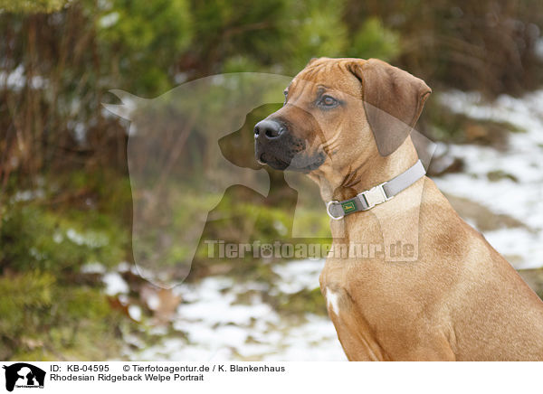 Rhodesian Ridgeback Welpe Portrait / Rhodesian Ridgeback Puppy portrait / KB-04595