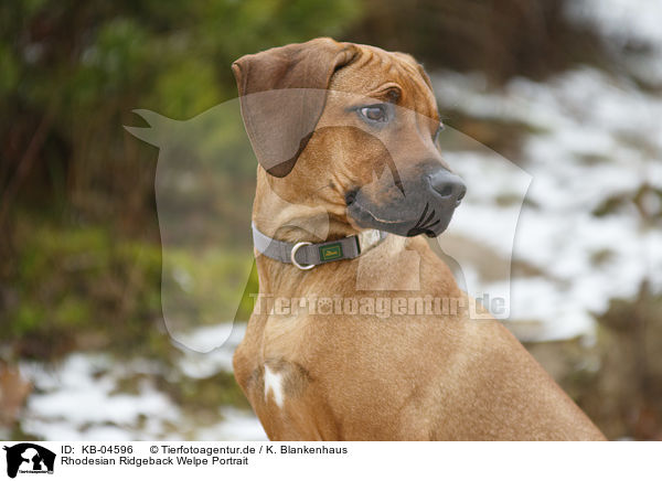 Rhodesian Ridgeback Welpe Portrait / Rhodesian Ridgeback Puppy portrait / KB-04596