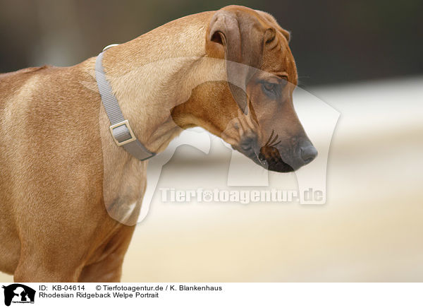 Rhodesian Ridgeback Welpe Portrait / Rhodesian Ridgeback Puppy portrait / KB-04614