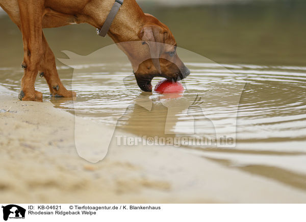 Rhodesian Ridgeback Welpe / Rhodesian Ridgeback Puppy / KB-04621