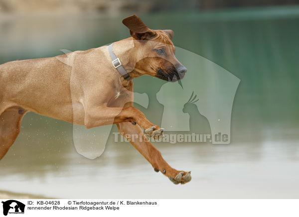 rennender Rhodesian Ridgeback Welpe / running Rhodesian Ridgeback Puppy / KB-04628