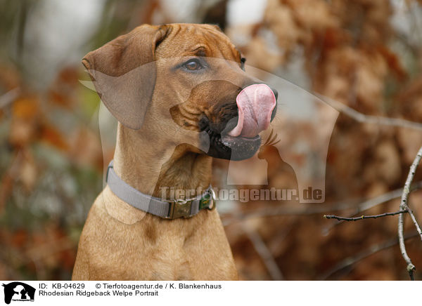 Rhodesian Ridgeback Welpe Portrait / Rhodesian Ridgeback Puppy portrait / KB-04629