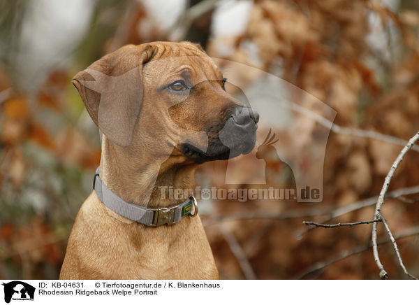 Rhodesian Ridgeback Welpe Portrait / Rhodesian Ridgeback Puppy portrait / KB-04631