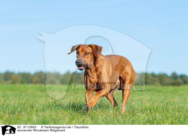 rennender Rhodesian Ridgeback / running Rhodesian Ridgeback / IF-13893