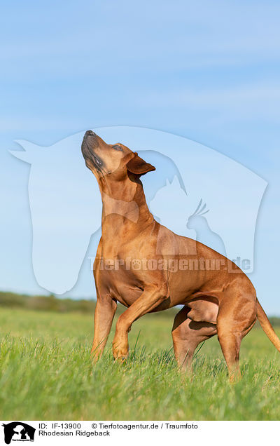 Rhodesian Ridgeback / Rhodesian Ridgeback / IF-13900