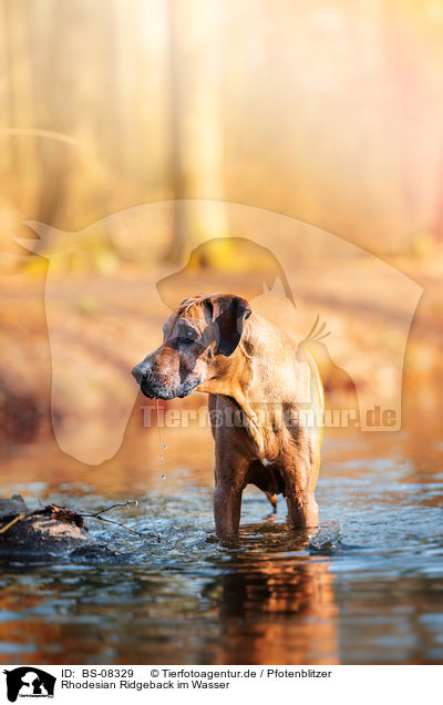 Rhodesian Ridgeback im Wasser / Rhodesian Ridgeback in the water / BS-08329