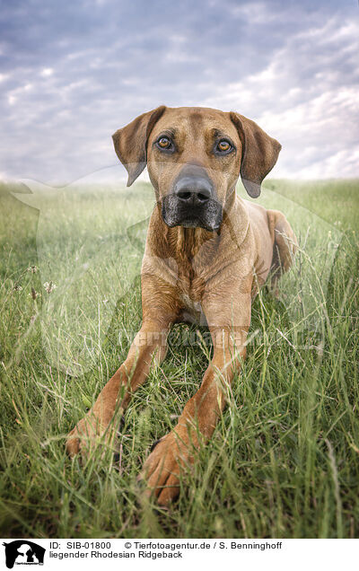 liegender Rhodesian Ridgeback / lying Rhodesian Ridgeback / SIB-01800