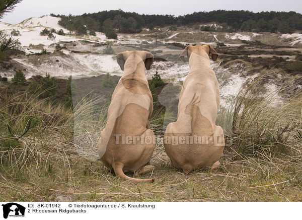 2 Rhodesian Ridgebacks / 2 Rhodesian Ridgebacks / SK-01942