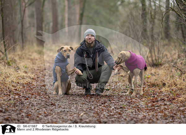 Mann und 2 Rhodesian Ridgebacks / man and 2 Rhodesian Ridgebacks / SK-01987