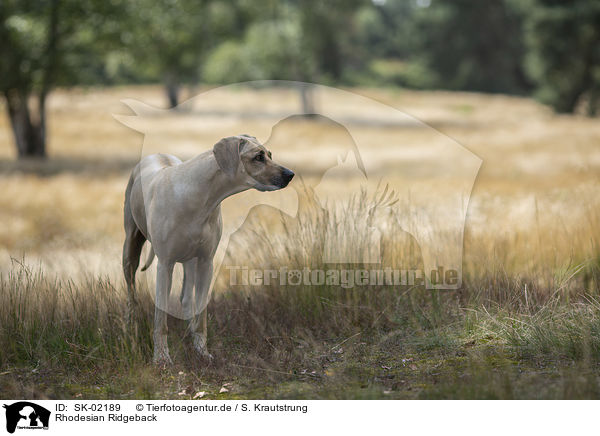 Rhodesian Ridgeback / Rhodesian Ridgeback / SK-02189