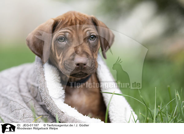 Rhodesian Ridgeback Welpe / Rhodesian Ridgeback puppy / JEG-01187