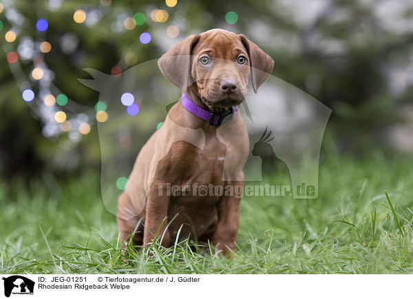 Rhodesian Ridgeback Welpe / Rhodesian Ridgeback puppy / JEG-01251