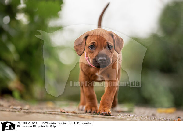 Rhodesian Ridgeback Welpe / IFE-01063