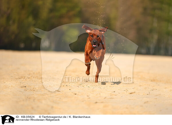 rennender Rhodesian Ridgeback / running Rhodesian Ridgeback / KB-05624