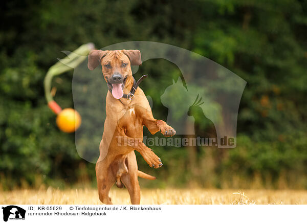 rennender Rhodesian Ridgeback / running Rhodesian Ridgeback / KB-05629