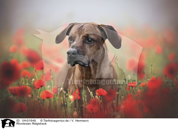 Rhodesian Ridgeback / Rhodesian Ridgeback / VH-01648