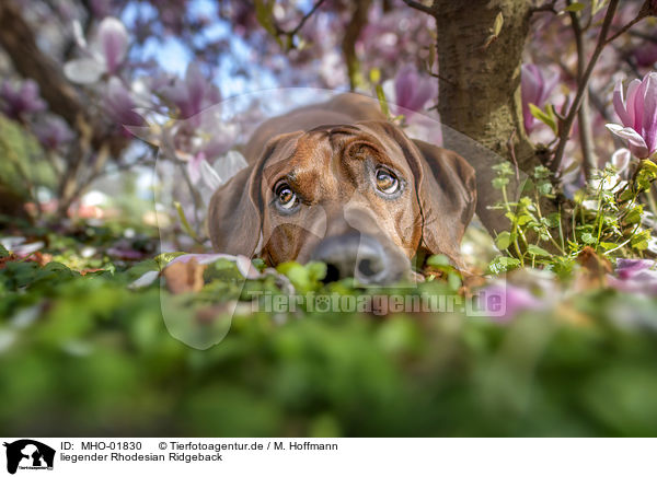 liegender Rhodesian Ridgeback / lying Rhodesian Ridgeback / MHO-01830