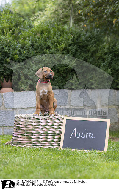 Rhodesian Ridgeback Welpe / Rhodesian Ridgeback Puppy / MAH-02417