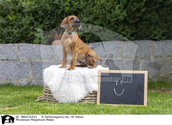 Rhodesian Ridgeback Welpe / Rhodesian Ridgeback Puppy / MAH-02423