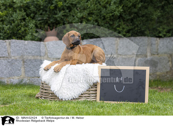 Rhodesian Ridgeback Welpe / Rhodesian Ridgeback Puppy / MAH-02424